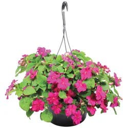 H-E-B Texas Roots Impatients Hanging Basket