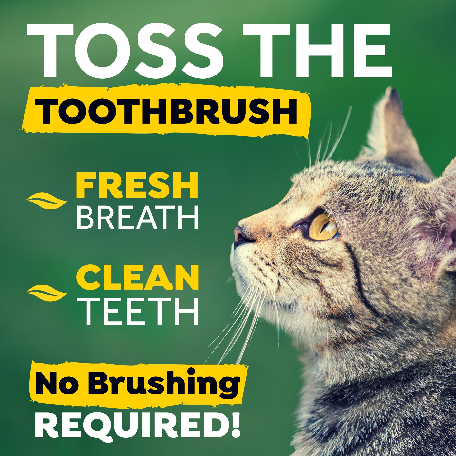 slide 2 of 9, TropiClean Fresh Breath Dental Health Solution for Cats, 8oz, 8 oz