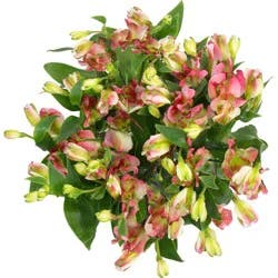 Floral Charmelia
