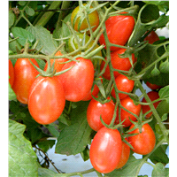 slide 4 of 5, Bonnie Plants 4.5" Tomato - Grape Tami G, 19.3 oz