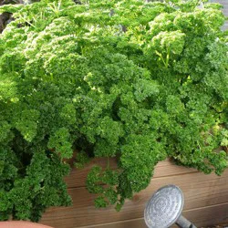 Bonnie Plants Organic Curled Parsley 14.6 oz
