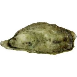 Cable Creeks Oysters