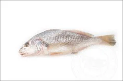 Fish-Whole Sea Croaker