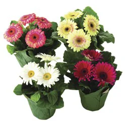 Gerbera Daisy 4 inch