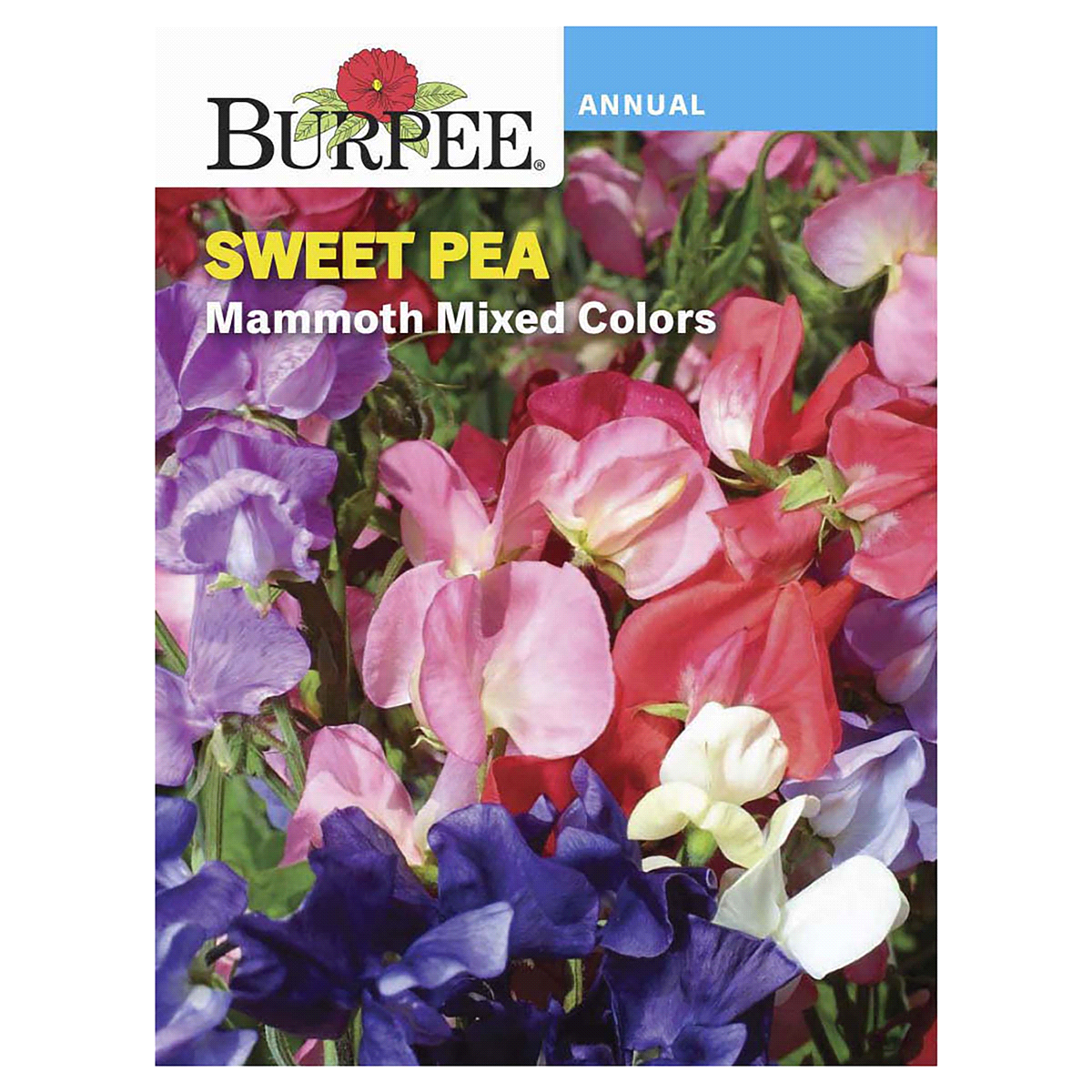 slide 1 of 5, Burpee Sweet Pea Mammoth Mix Seeds, 1 ct