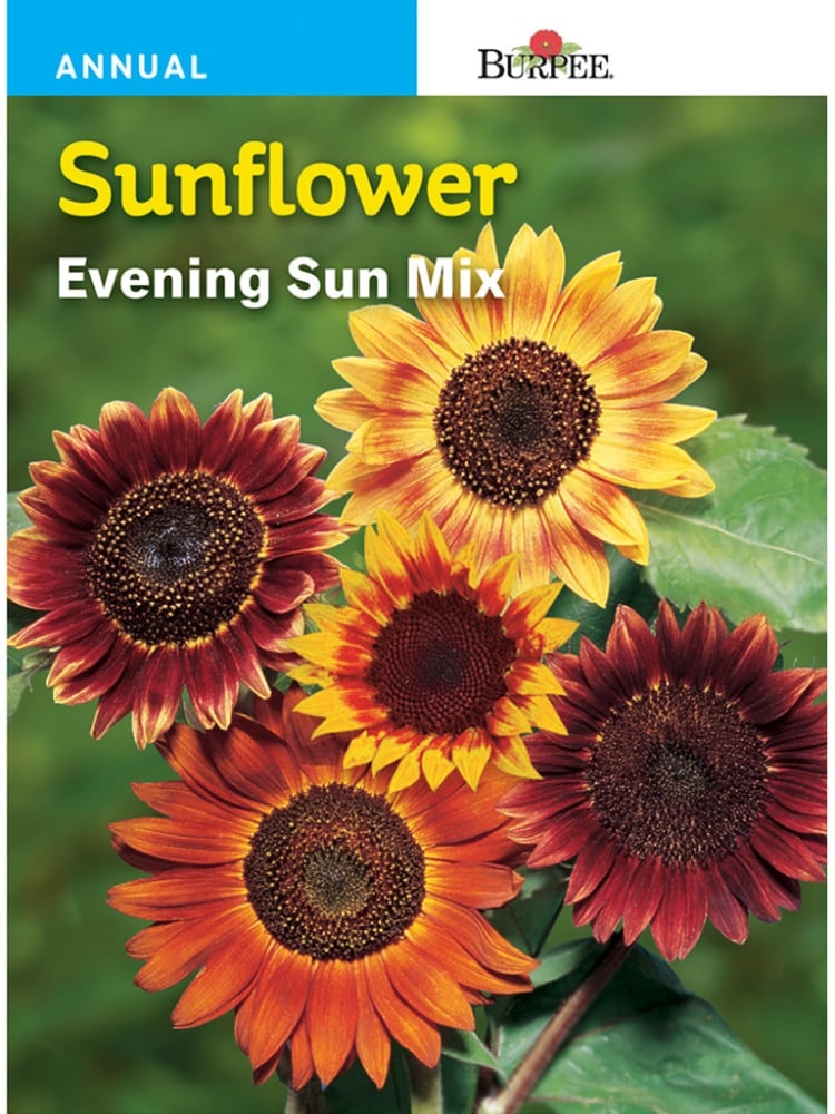 slide 1 of 1, Burpee Sunflower Evening Sun Mix Seeds - Multi-Color, 1 ct