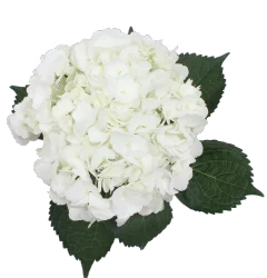 BLOOM HAUS Hydrangea White