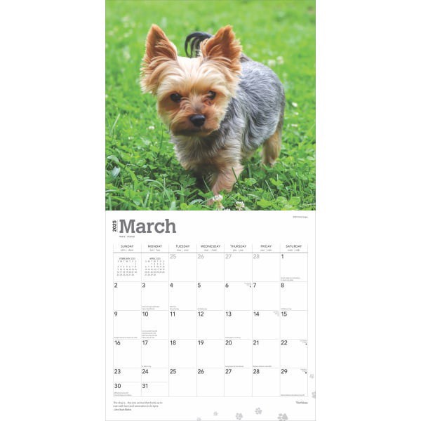 slide 2 of 8, 2025 Browntrout Animals Monthly Plastic-Free Square Wall Calendar, 12"" X 12"", Yorkshire Terriers, January 2025 To December 2025, 1 ct