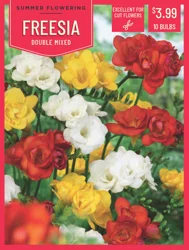 Freesia Double Mixed 10 ct