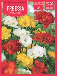 Freesia Double Mixed 10 ct