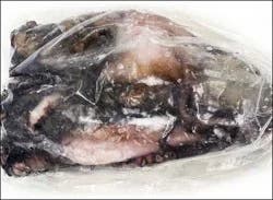 Whole Octopus 6/8