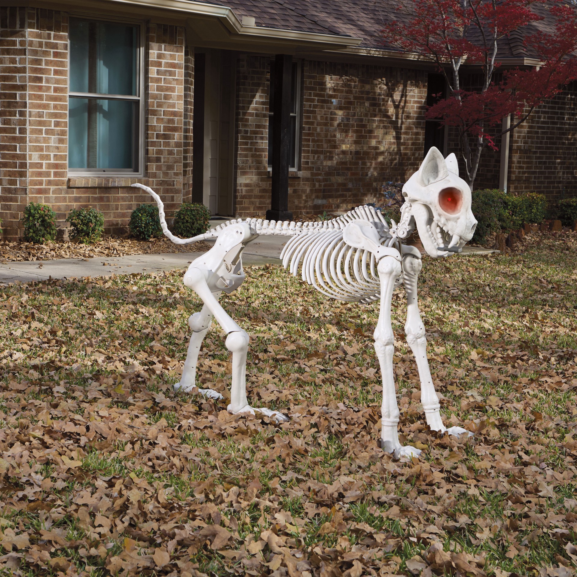 slide 4 of 5, 5ft. Oversized Posable Cat Skeleton By Ashland, 5 ft