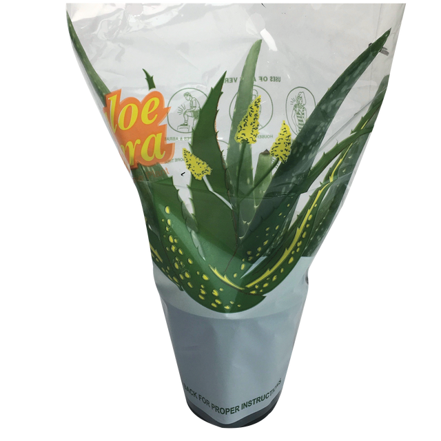 slide 1 of 1, PROCACCI BROTHERS 4" Aloe Vera, 4 in