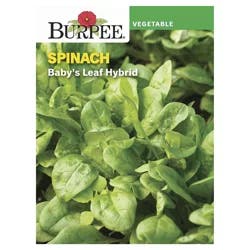 Burpee Spinach Seeds, Baby's Leaf Hybrid