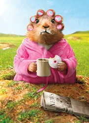 Avanti Card Almost Funny Morning Ground Hog