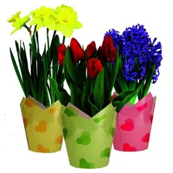 Potted Daffodil