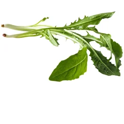 Freida Dandelion Green