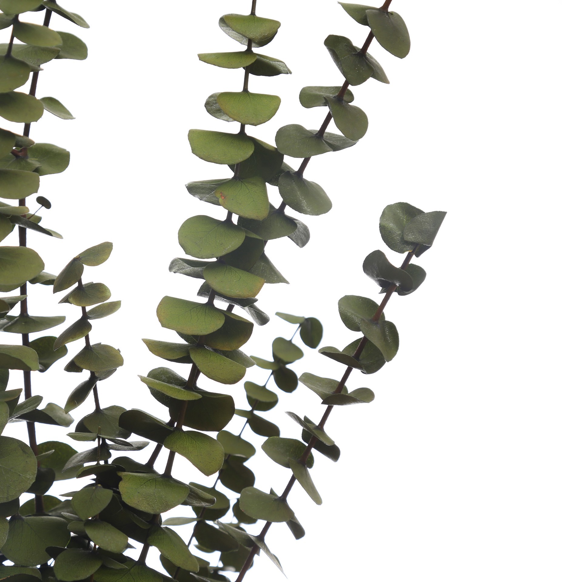 slide 2 of 2, Kelly Green Dried Eucalyptus Bundle By Ashland, 9 in x 2 in x 24 in