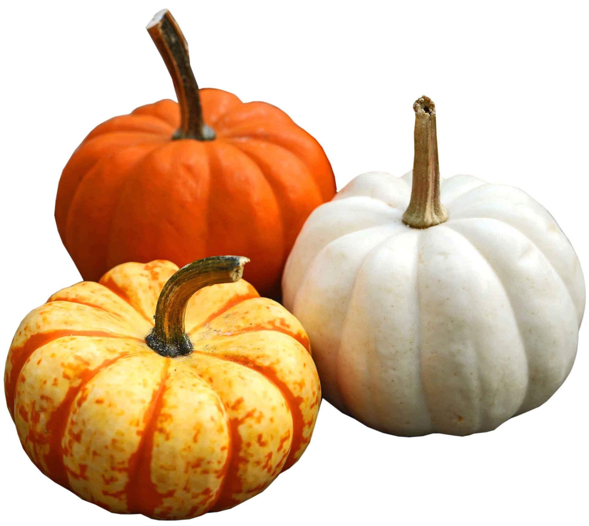 slide 1 of 1, Individual Festive Fall Pumpkins and Gourds, Style Varies, per lb