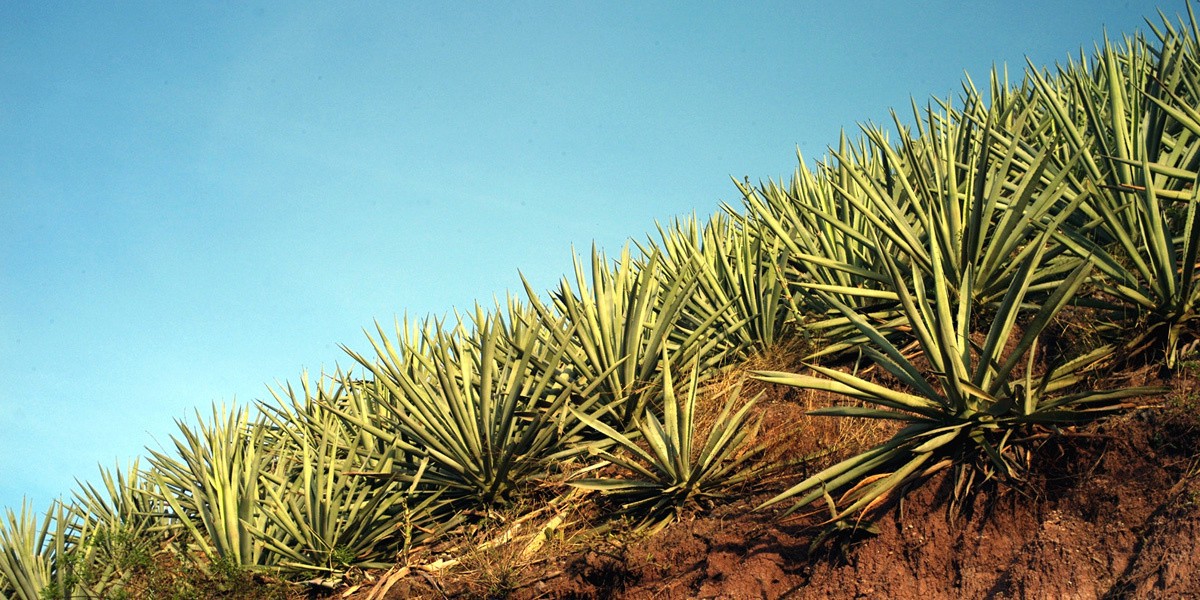 slide 3 of 8, Del Maguey San Luis del Rio Azul Mezcal 750mL, 94 Proof, 750 ml
