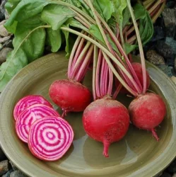 High Mowing Organic Seeds Shiraz Beet Seeds