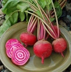High Mowing Organic Seeds Shiraz Beet Seeds