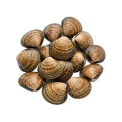Fresh Cherrystone Clams