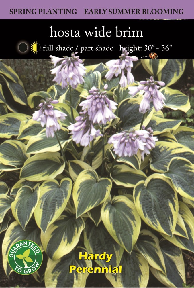 slide 2 of 2, Hosta Wide Brim Bulb Sets, 1 ct