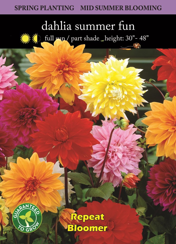 slide 2 of 2, Dahlia Mixed Bulbs, 1 ct