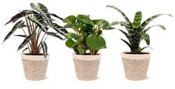 Foliage Signature Collection in Jute