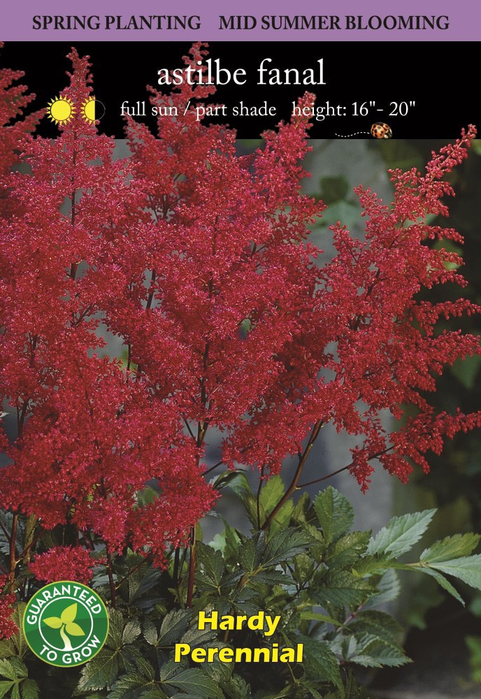 slide 2 of 2, Astilbe Fanal Bulb Set, 1 ct