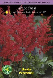 Astilbe Fanal Bulb Set
