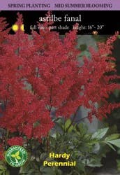 Astilbe Fanal Bulb Set