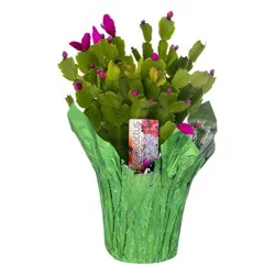 Floral Spring Cactus 4 in