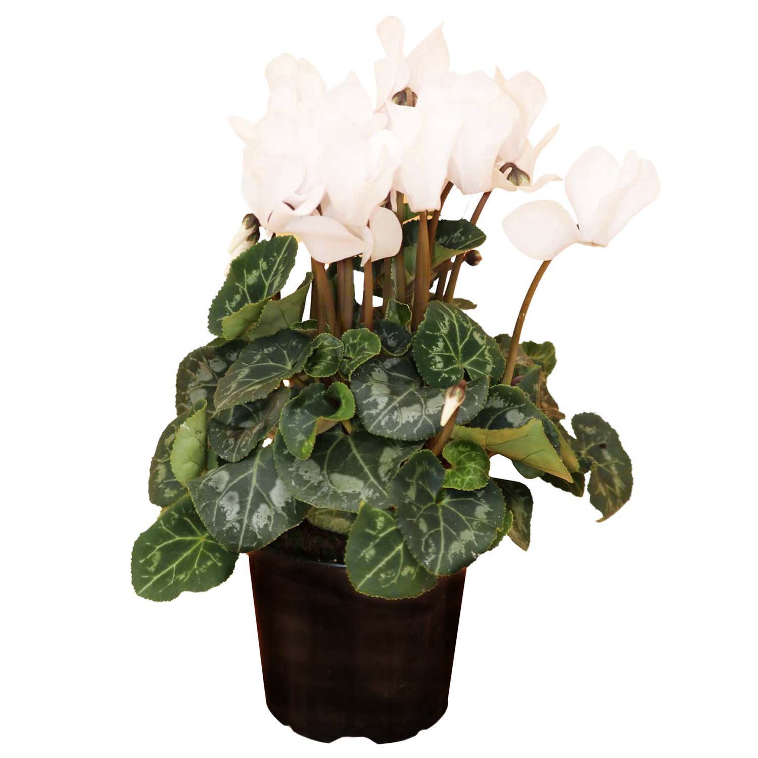 slide 1 of 1, H-E-B White Cyclamen Potted Plant, 4.5 ft
