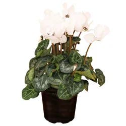 H-E-B Texas Backyard White Cyclamen Potted Plant