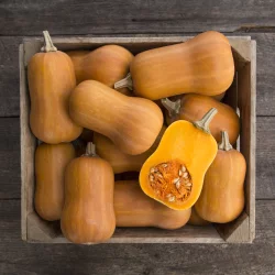 High Mowing Organic Seeds Honeynut Butternut Squash Seeds - 0.125 oz