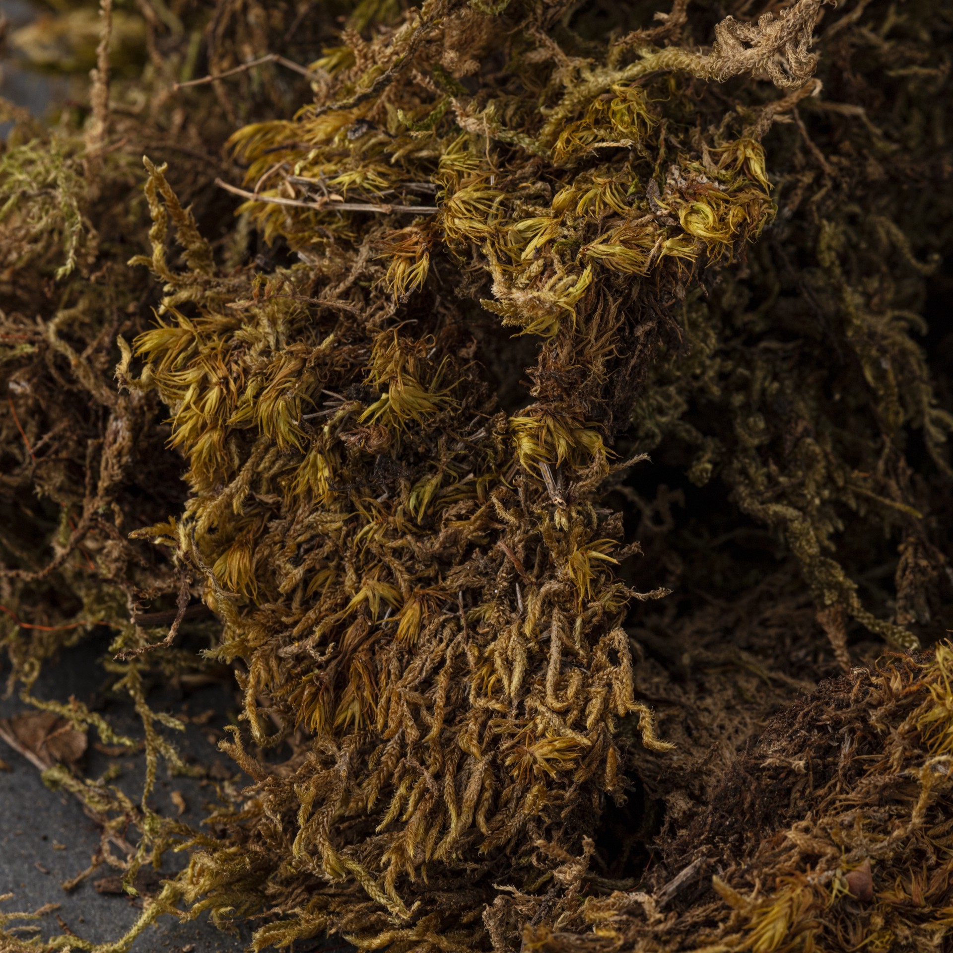 slide 5 of 6, Deco Moss By Ashland, 150 cu in