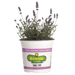 Bonnie Lavender Premium Gallon