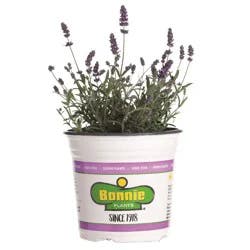 Bonnie Lavender Premium Gallon