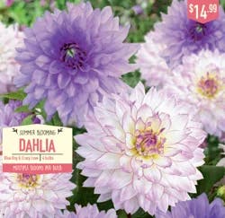 Dahlia Blue Boy & Crazy Love 4 ct