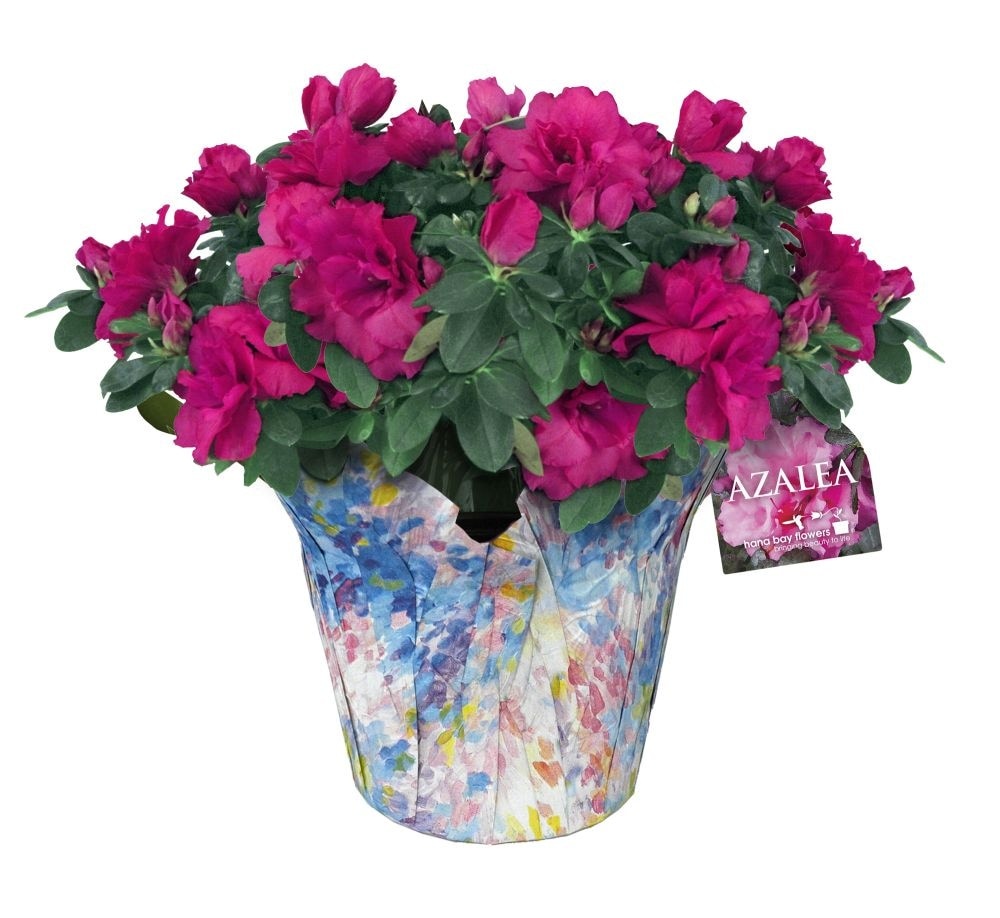 slide 1 of 1, Potted Azalea In Gift Wrap, 6 in