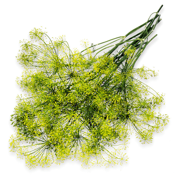 slide 1 of 1, Northgate Dill Bunch, 1 ct