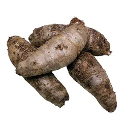 Malanga Root