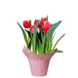 4 Inch Tulips With Mylar