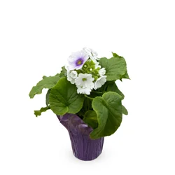 White & Purple Primula in Pot 4 Inch