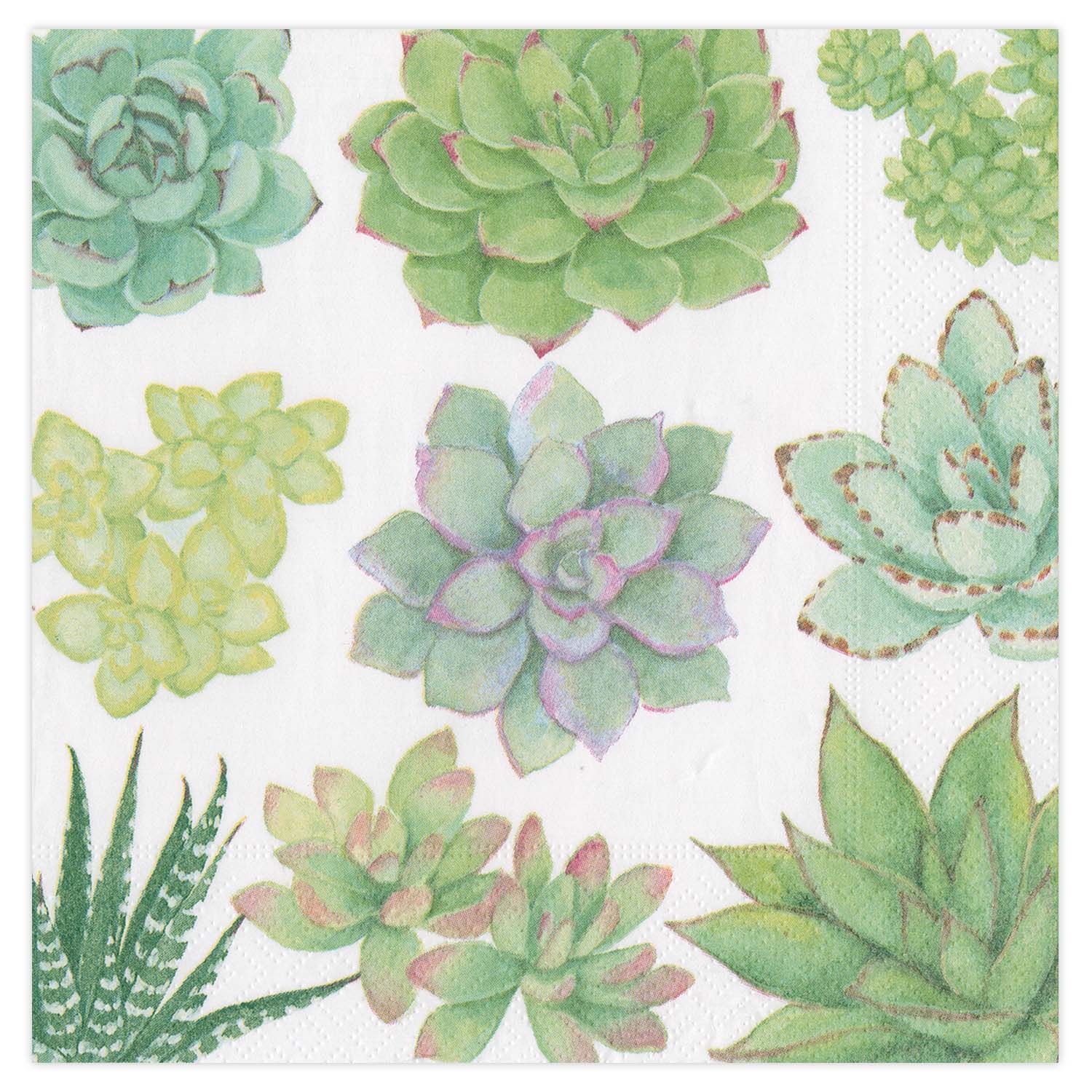 slide 1 of 1, Caspari Succulents Cocktail Napkins, 20 ct