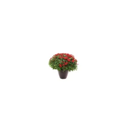 Green Valley Terra Pot Patio Mum