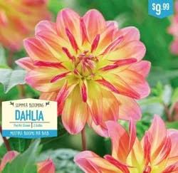 Dahlia Pacific Ocean
