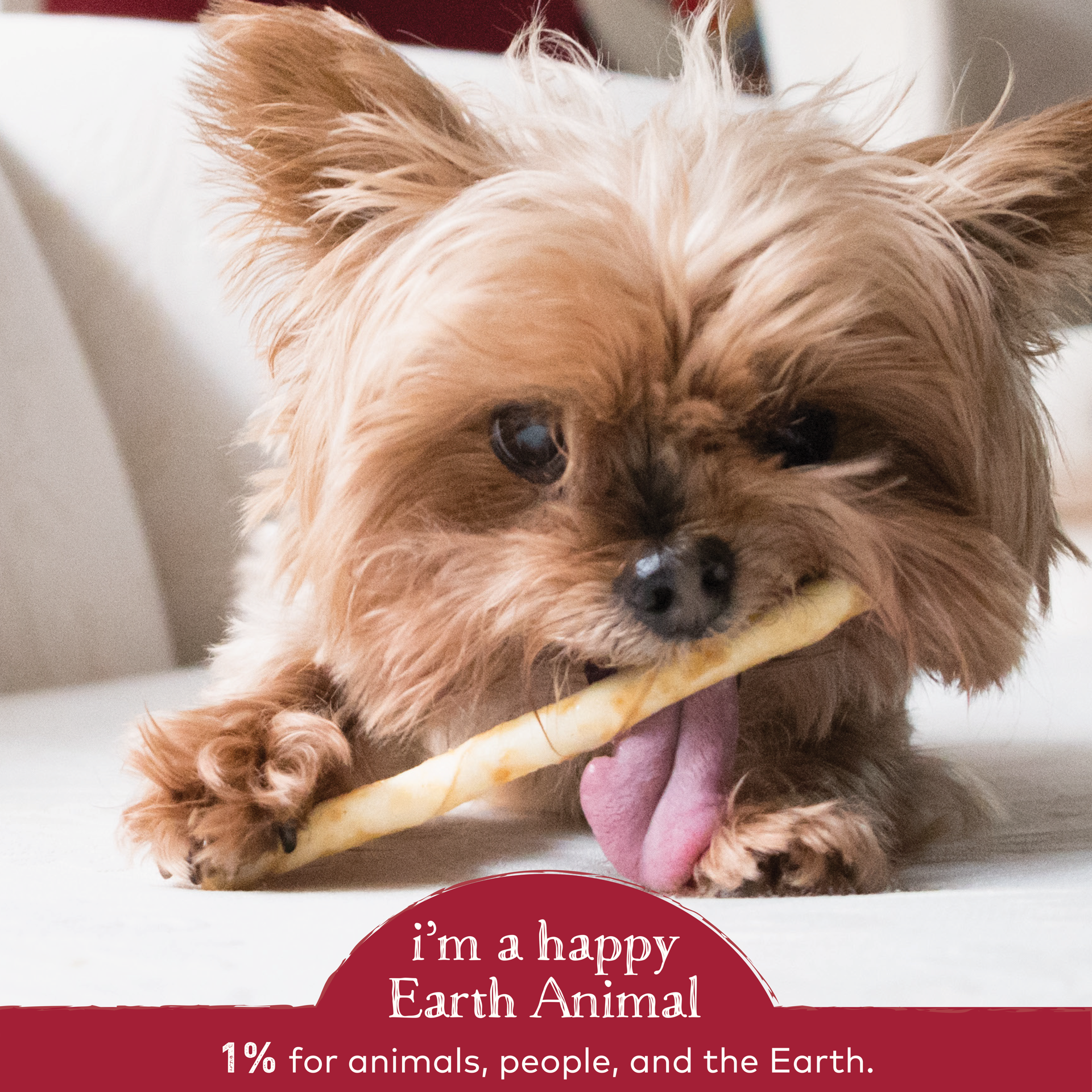 slide 3 of 5, Earth Animal No-Hide Grass-Fed Beef Stix Natural Rawhide Alternative Dog & Cat Chews, 10 Pack, 1.6 oz